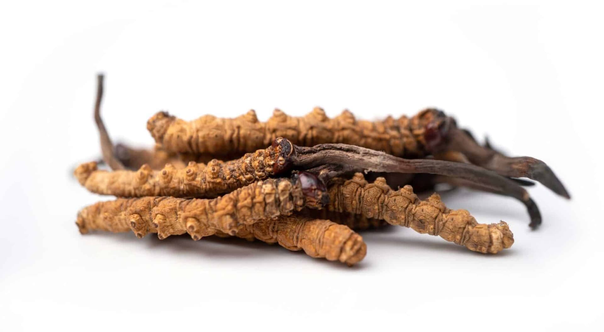 Cordyceps (Cordyceps sinensis)